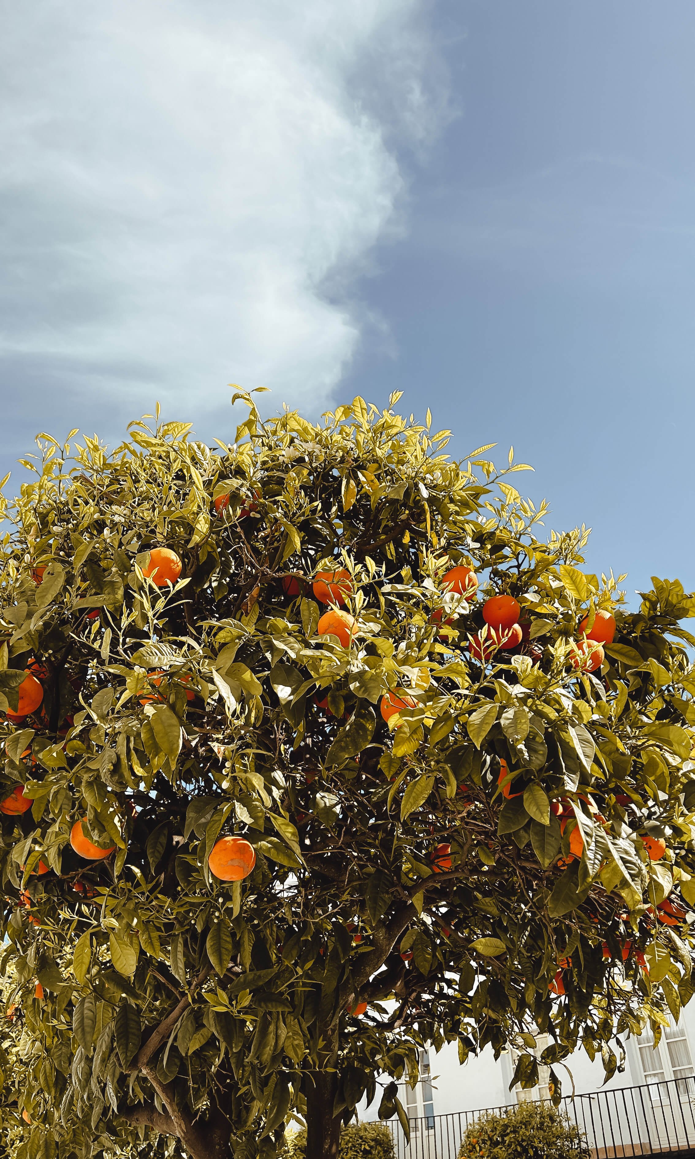 best-things-to-do-vejer-de-la-frontera-orange-trees-plaza-de-espana.jpg