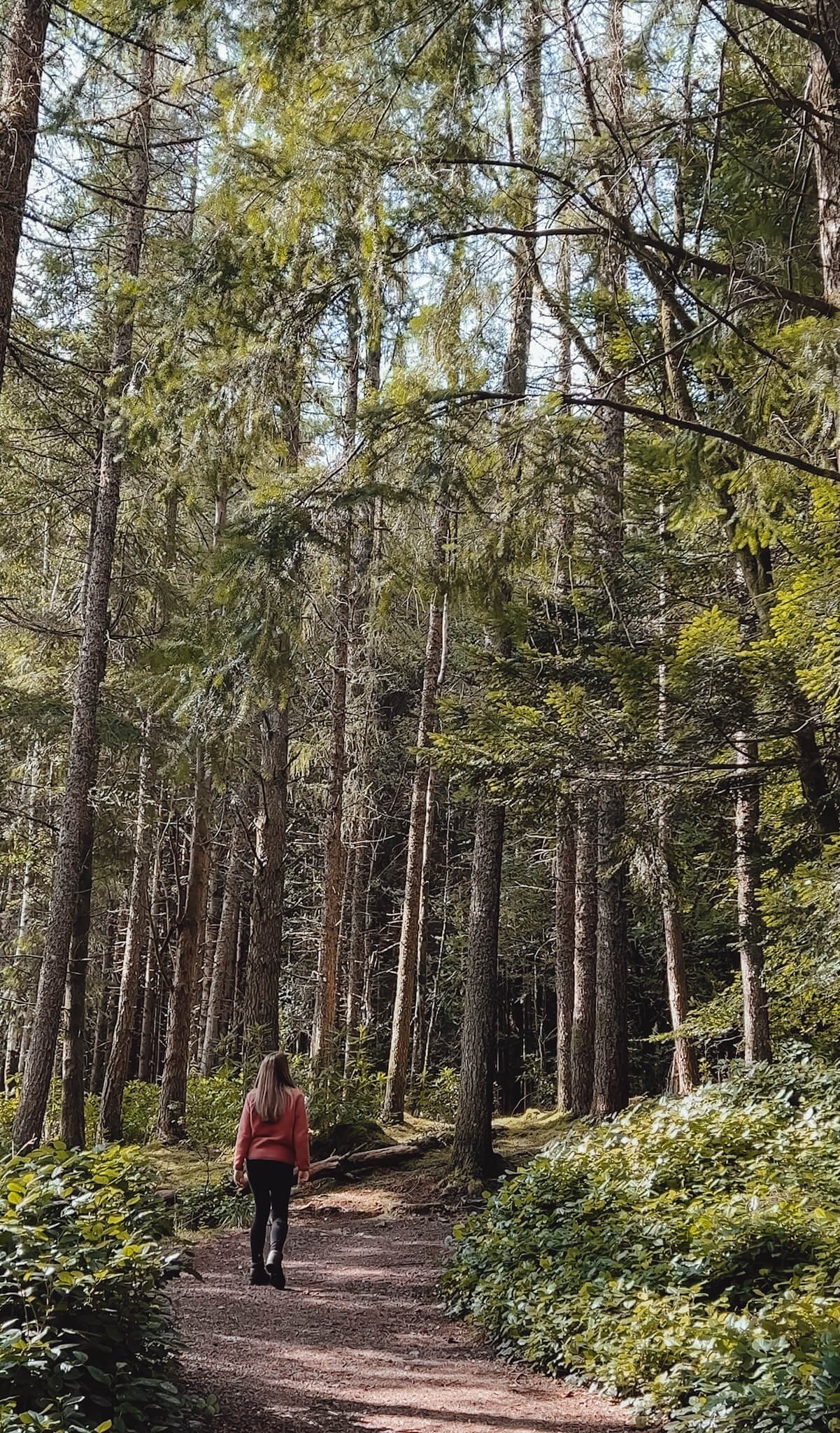 glencoe-lochan-trails-woodland.jpg