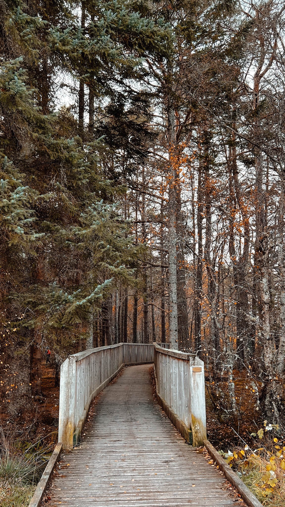 nethy-bridge-forest-walkway.jpg