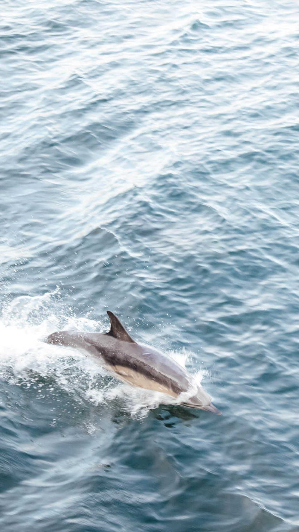 arisaig-travel-guide-boat-trip-dolphins.jpg