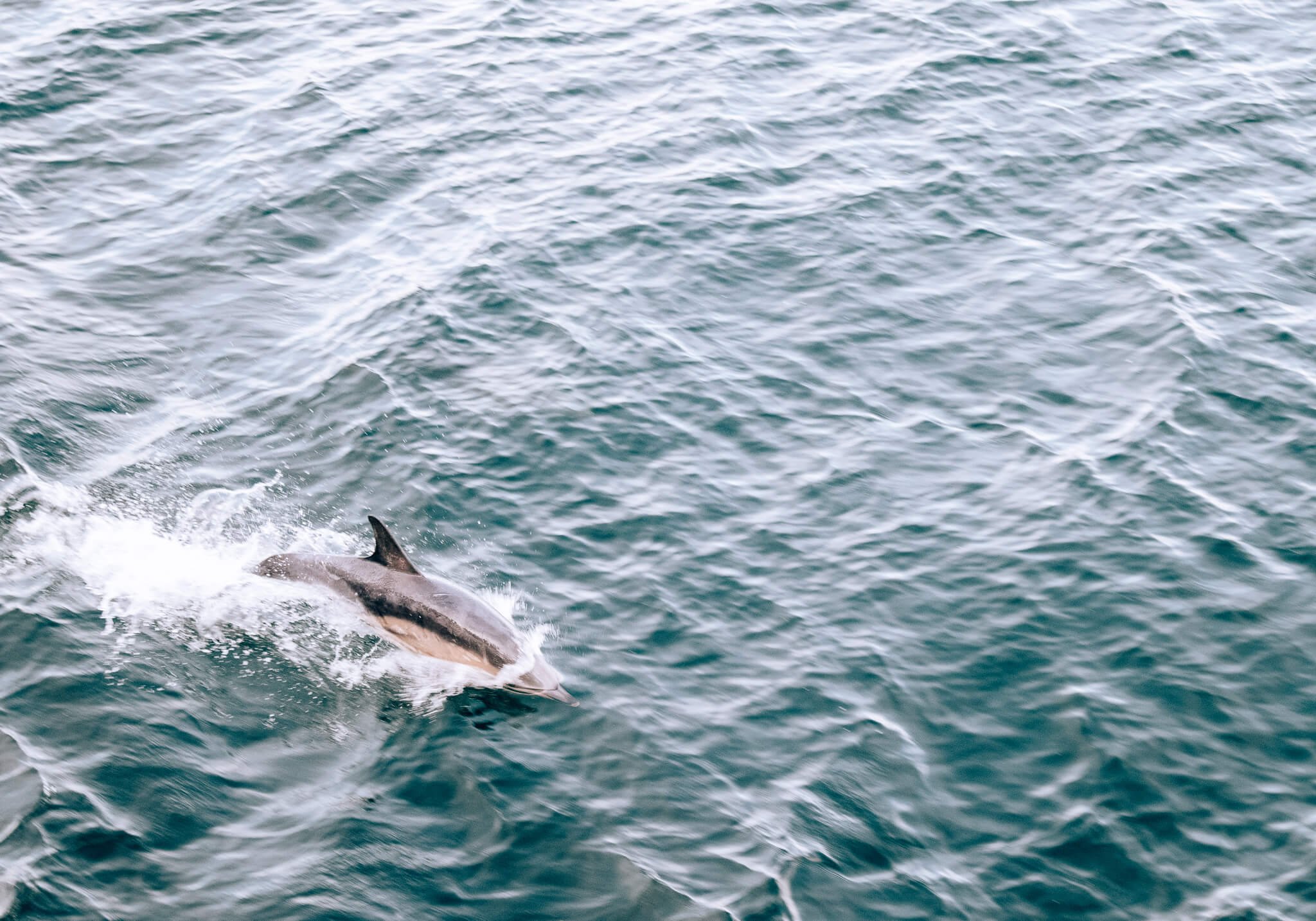 west-coast-scotland-road-trip-raasay-dolphin.jpg