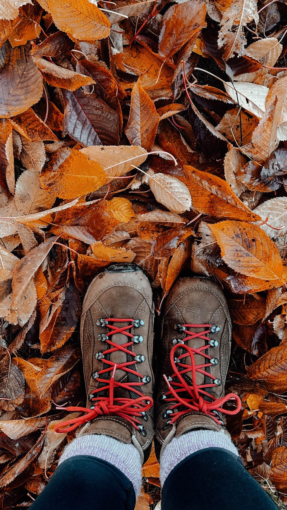 Scotland weather in October - Aviemore, Cairngorms and crunchy leaves.jpg