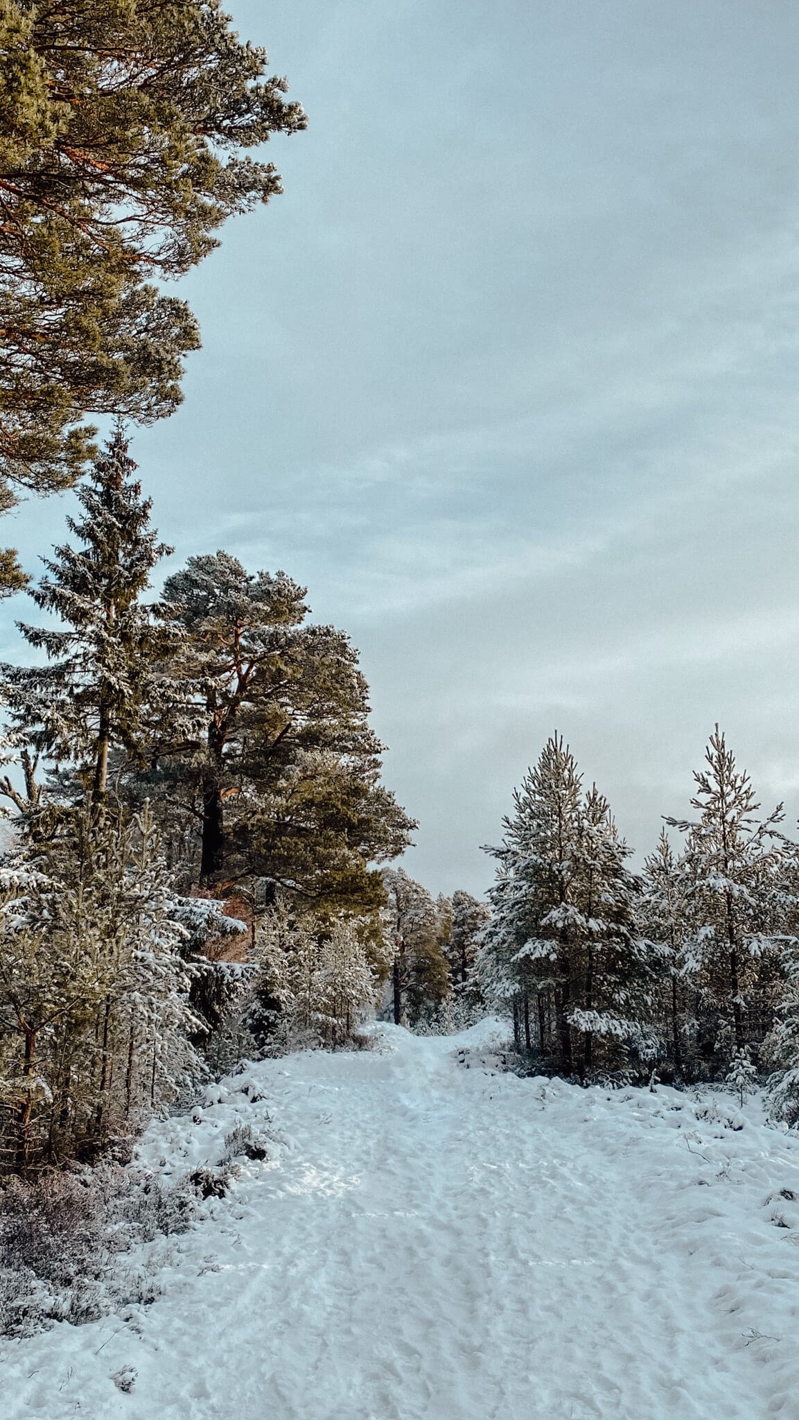 Best time to visit Scotland - winter season in the Cairngorms.jpg