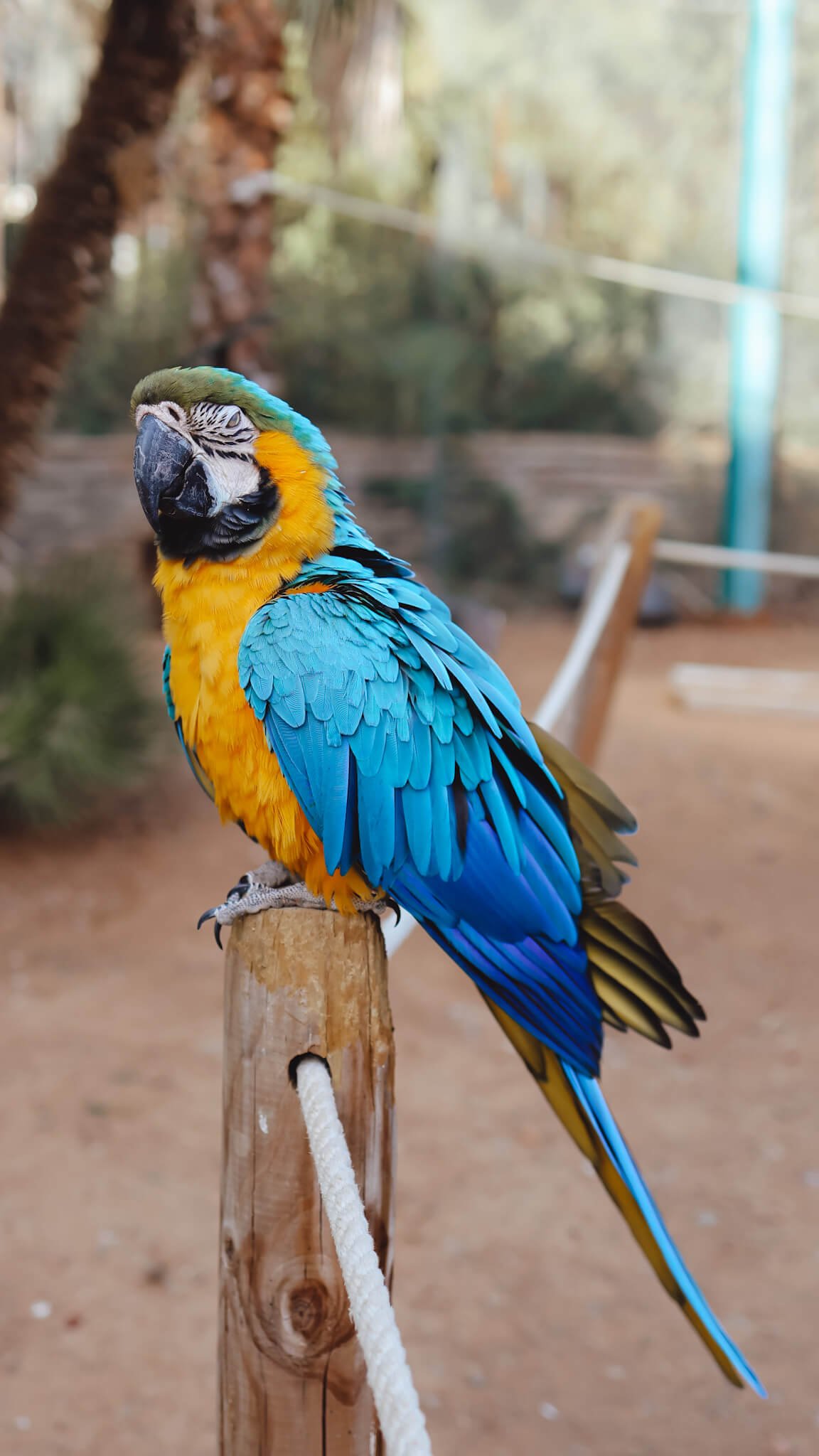 costa-daurada-best-things-to-do-parc-sama-parrot.jpg