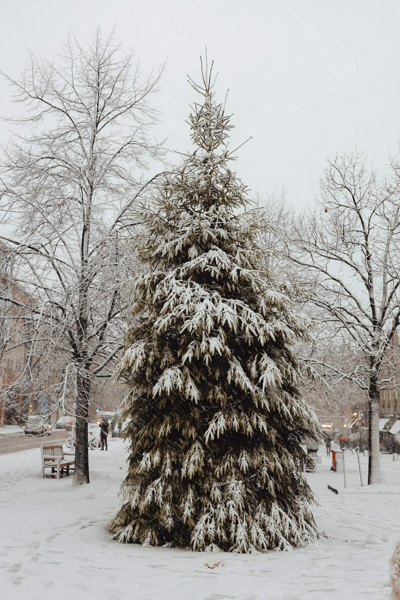 Edinburgh-In-Winter-Biggest-Christmas-Tree.jpg