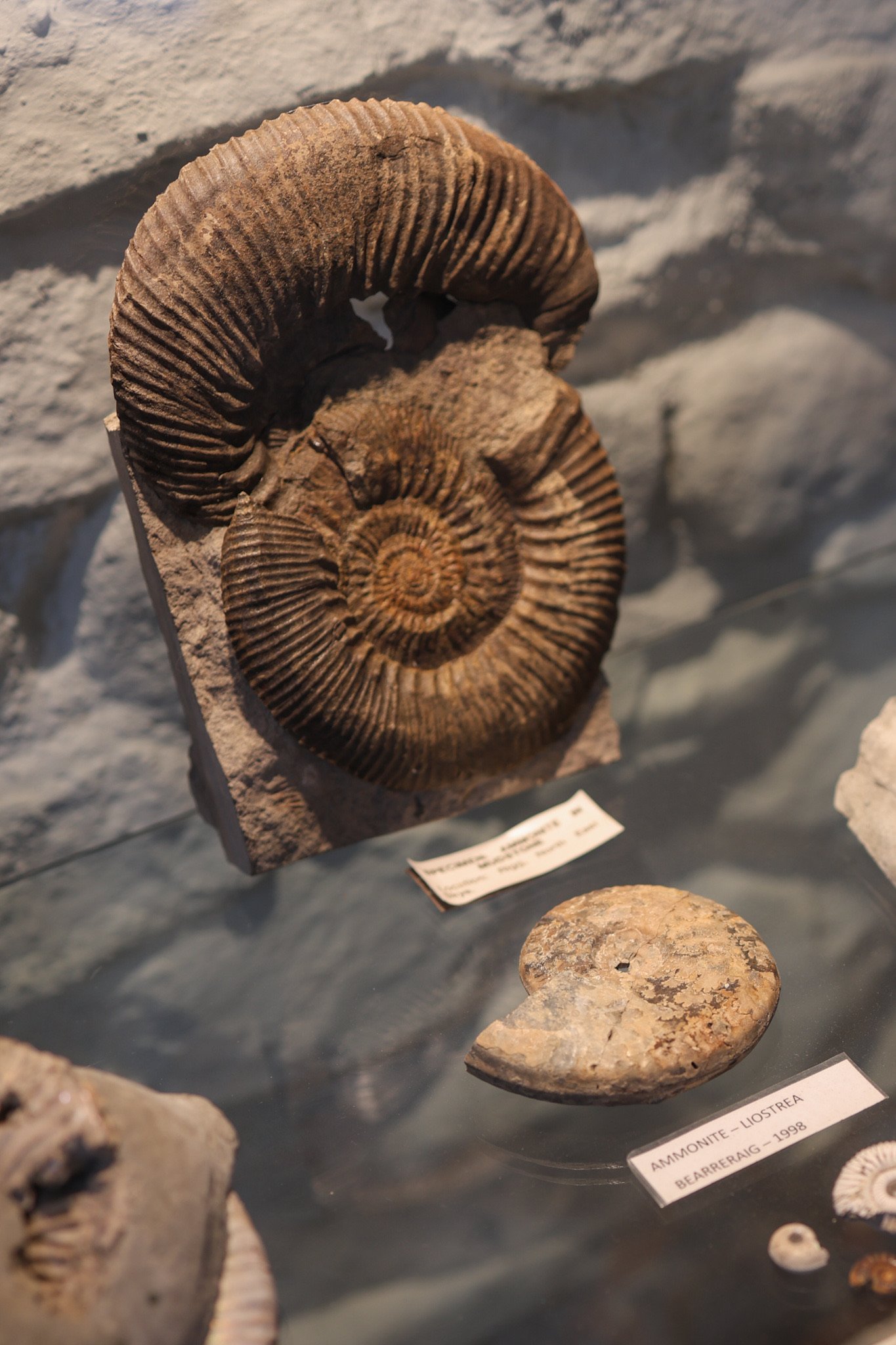 Staffin-Dinosaur-Museum-Isle-of-Skye-Marine-Fossils-Wander-Scotland.jpg