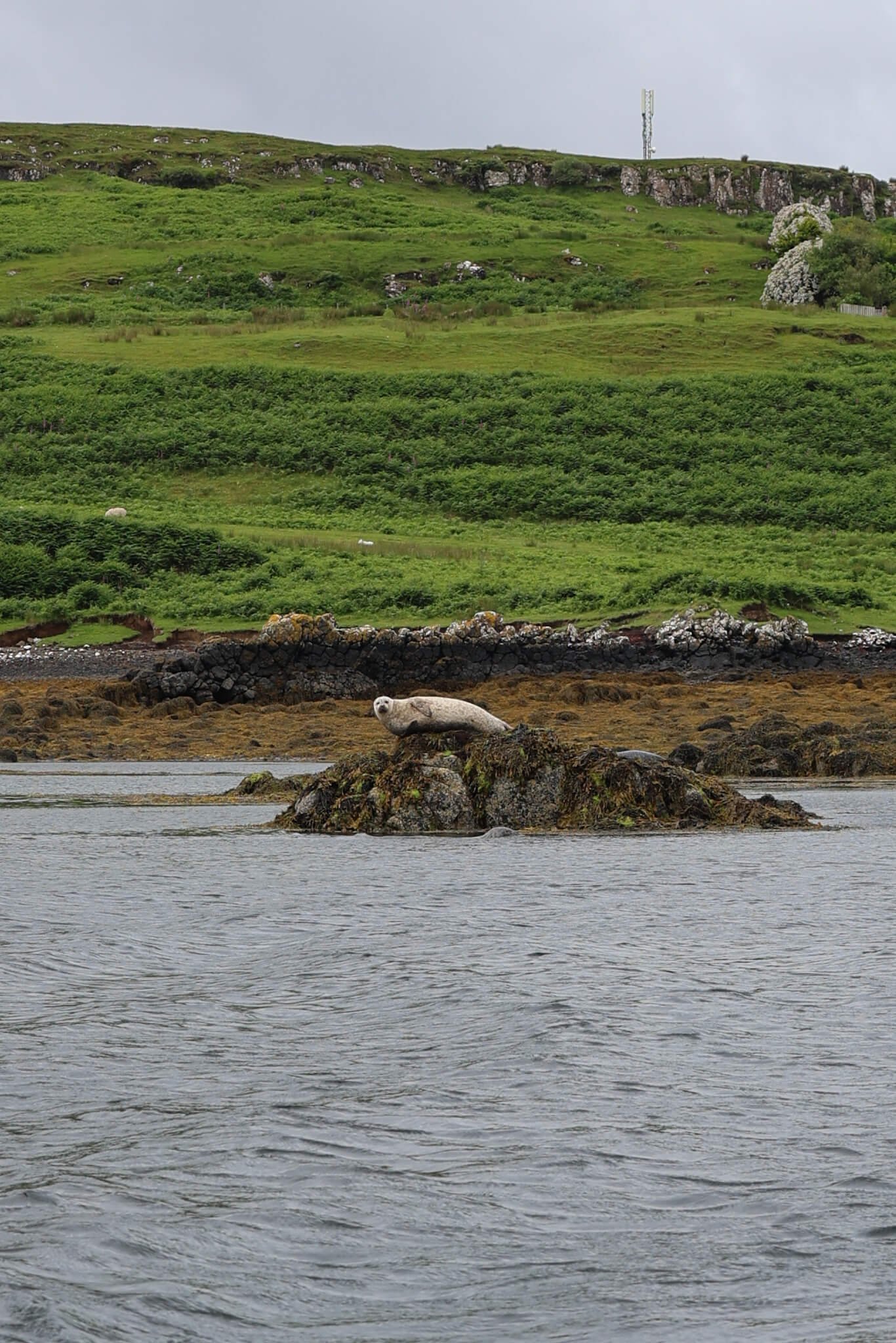Dunvegan-Castle-Seal-Boat-Trips-Helpful-Guide-Seals-Wander-Scotland.jpg