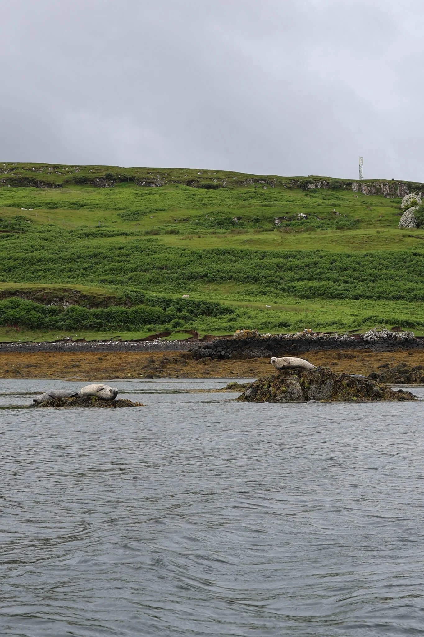 Dunvegan-Castle-Boat-Trips-Seal-Spotting-Helpful-Guide-Wander-Scotland.jpg