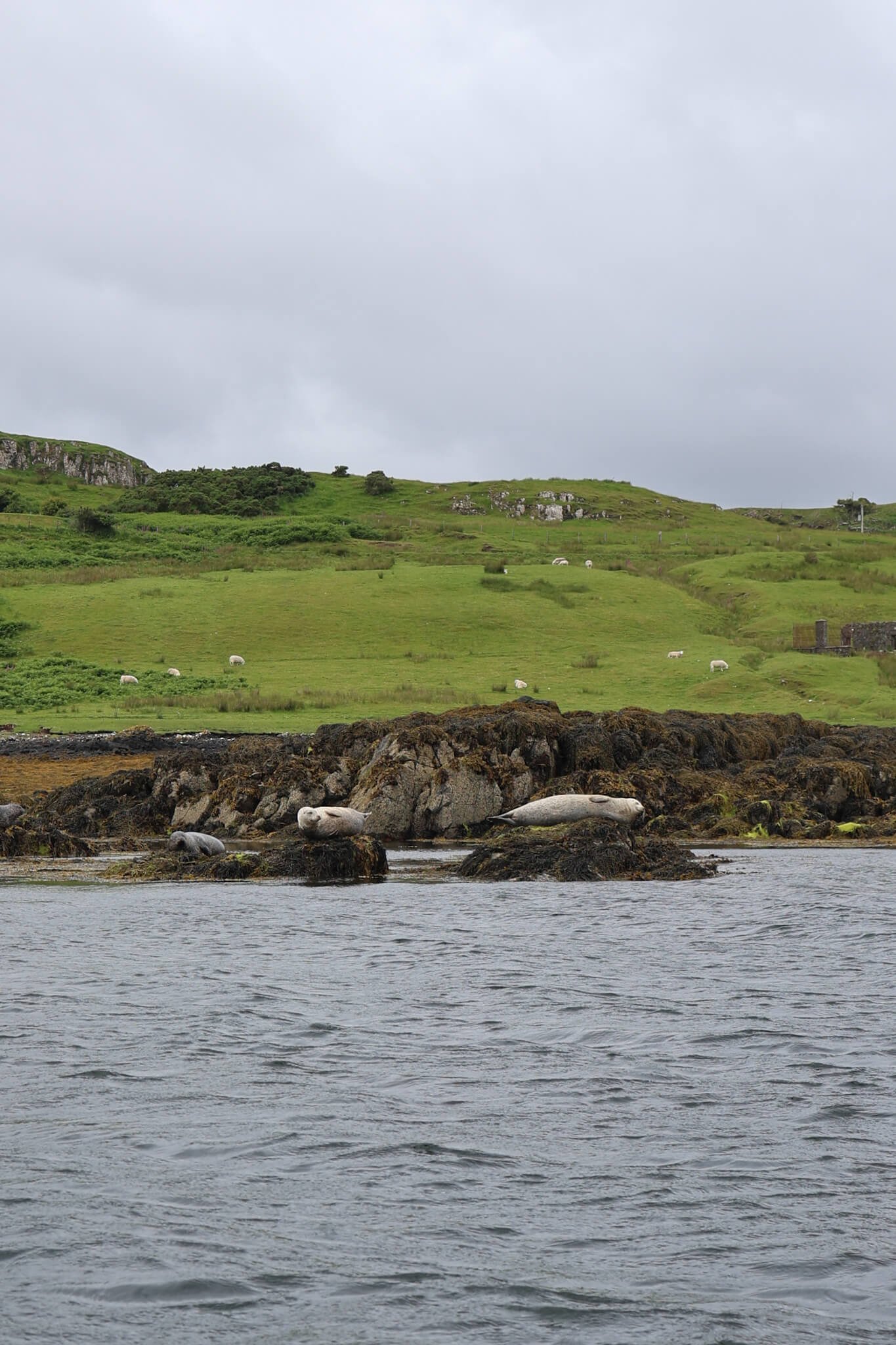 Dunvegan-Castle-Seal-Spotting-Boat-Trips-Seals-Guide-Wander-Scotland.jpg