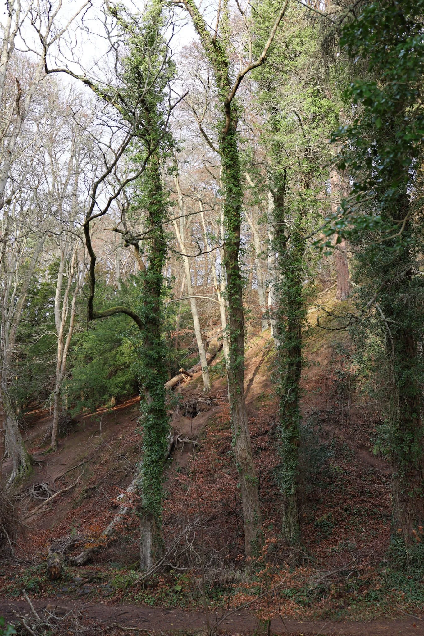 Fairy-Glen-Rosemarkie-Walking-Path-Wander-Scotland.jpg