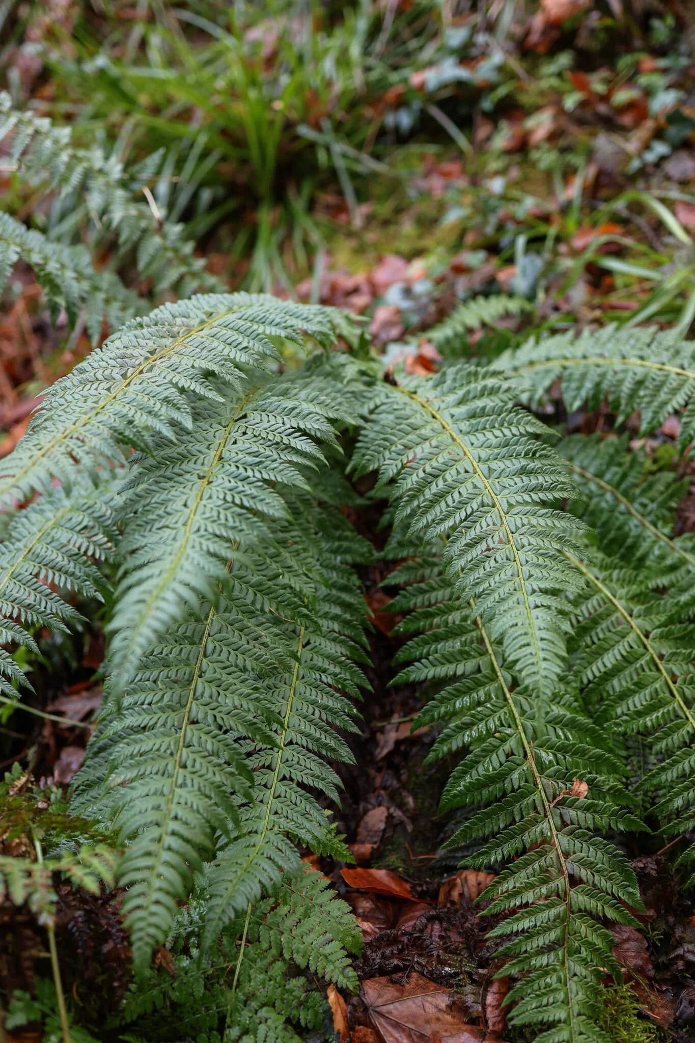 Fairy-Glen-Falls-Rosemarkie-Ferns-Wander-Scotland.jpg
