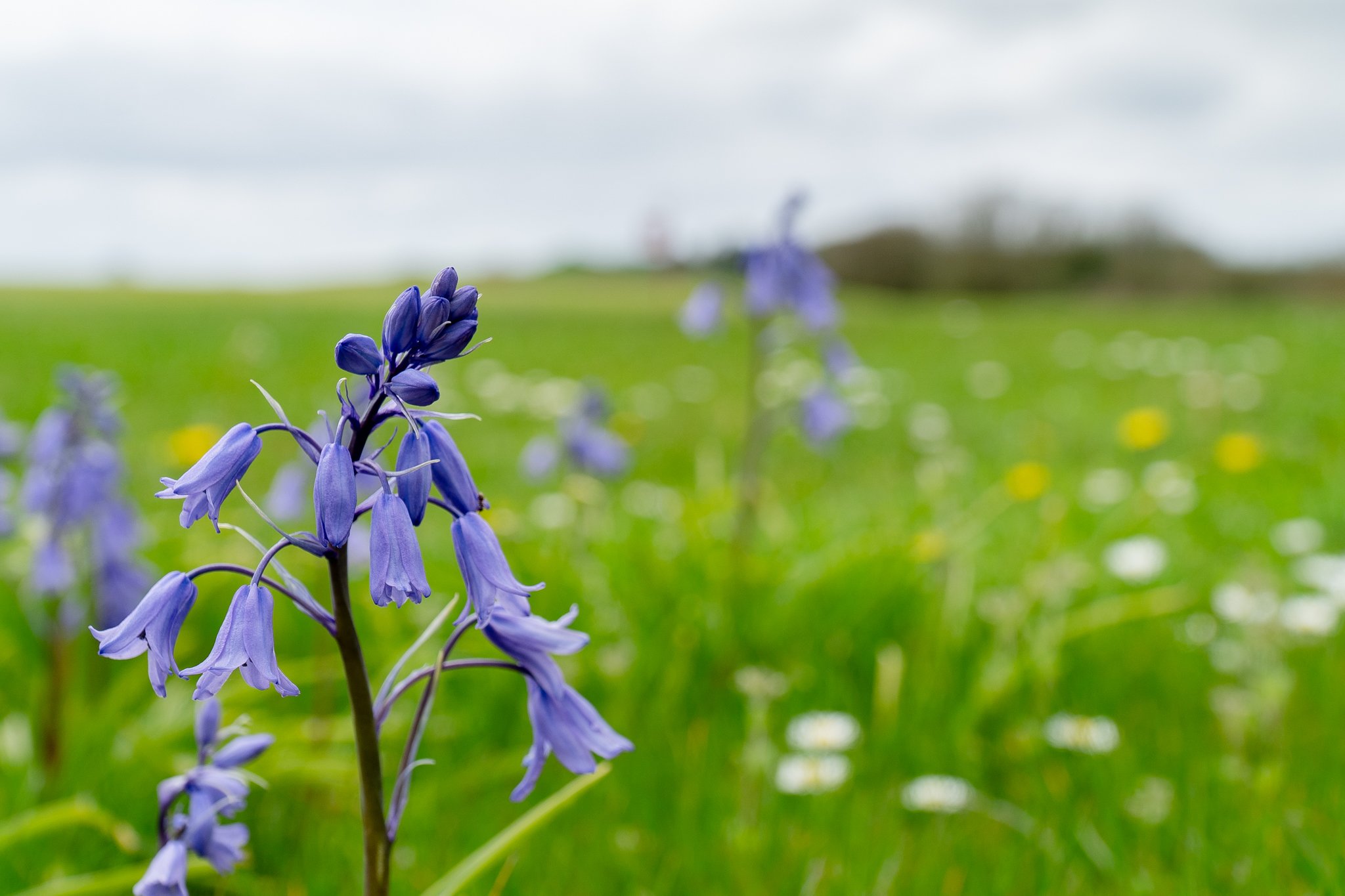 As the flowers bloom and the Dorset countryside comes to life, spring golf at Came Down offers a wonderful opportunity to improve your skills while connecting with nature. 

Here are just a few reasons to tee off the new season here at Came Down:

⛳️