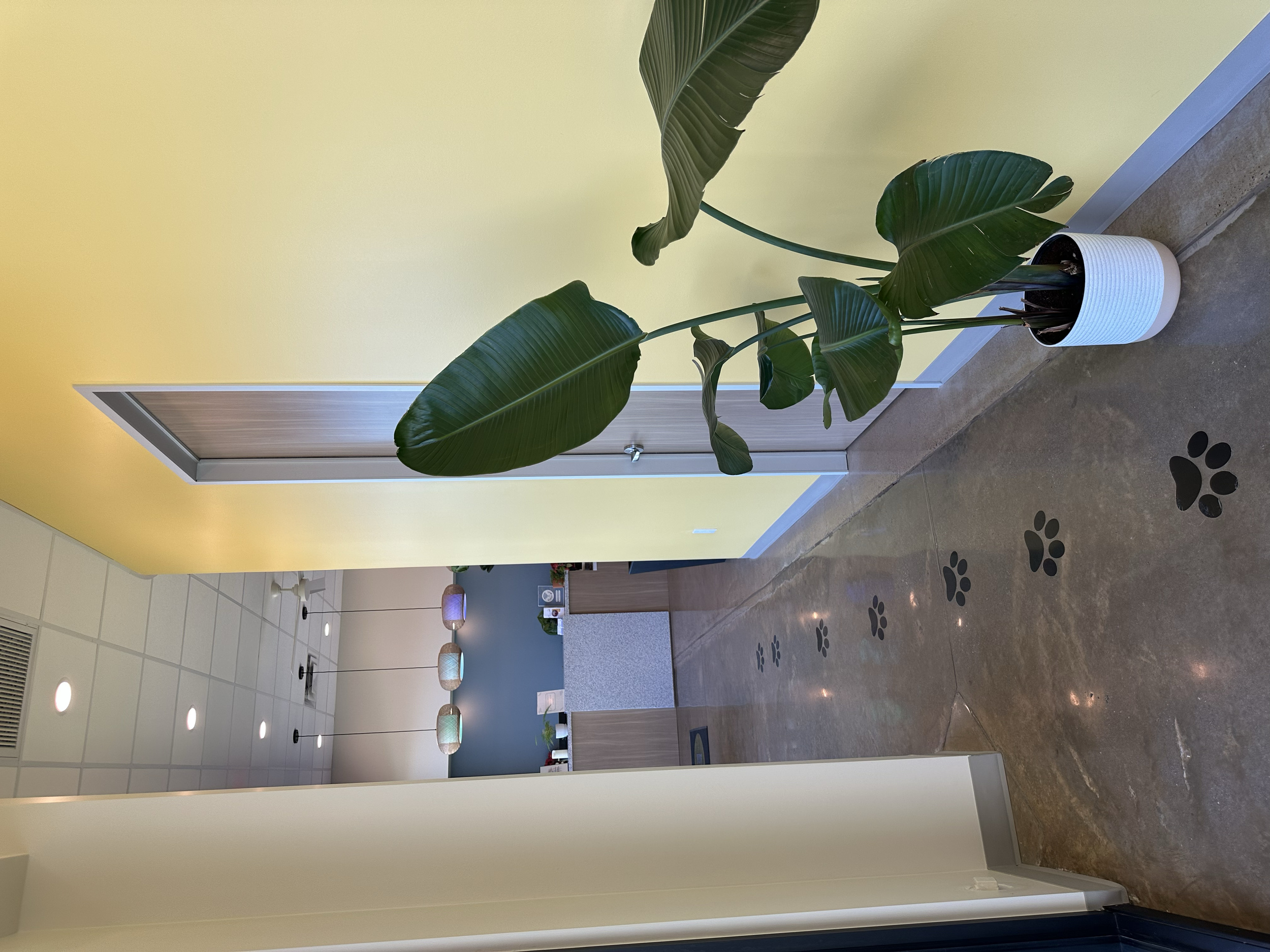 Meow Bark Veterinary, Austin, TX