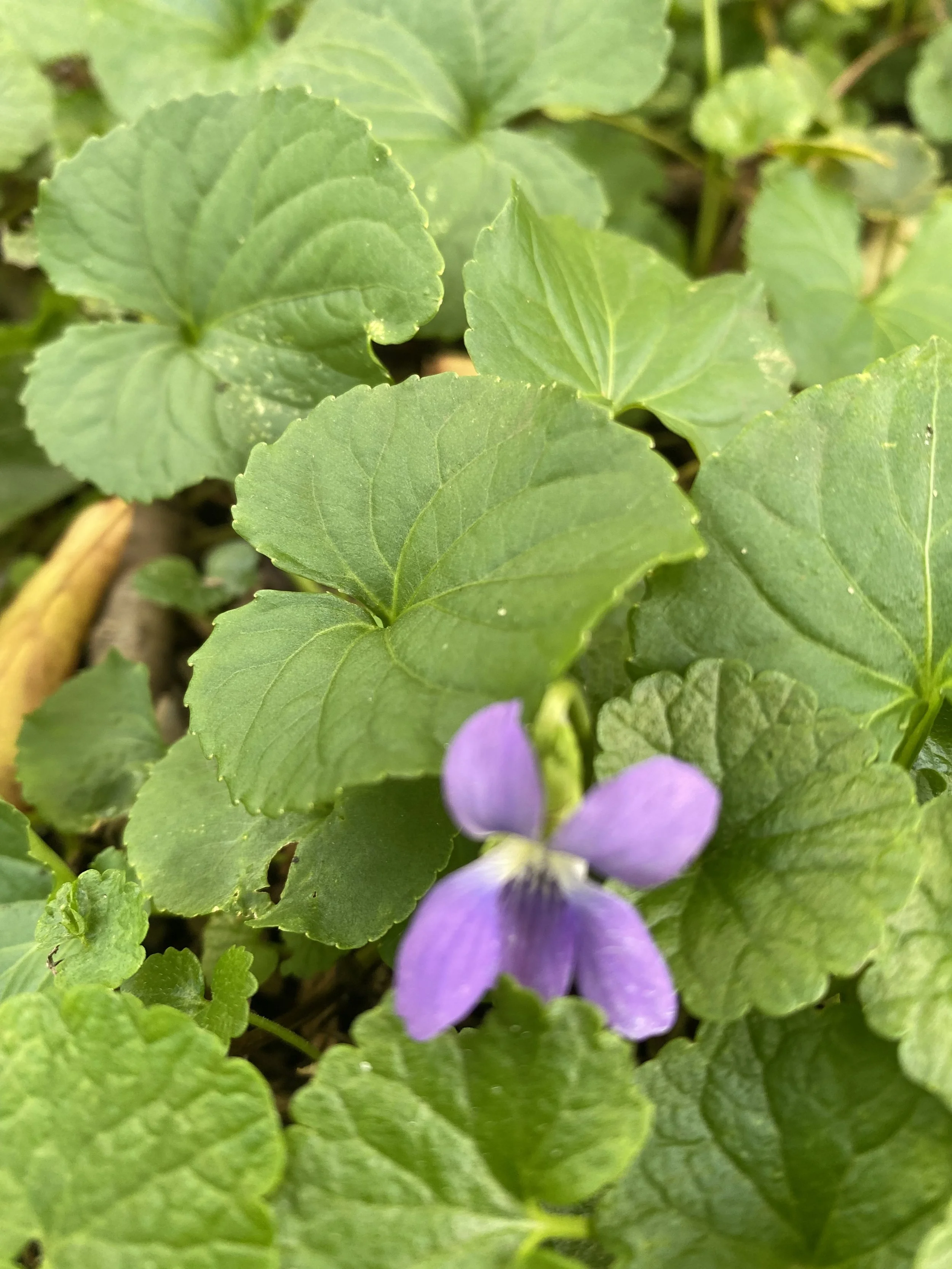 Spring Plant Walk and Medicine Making Workshop