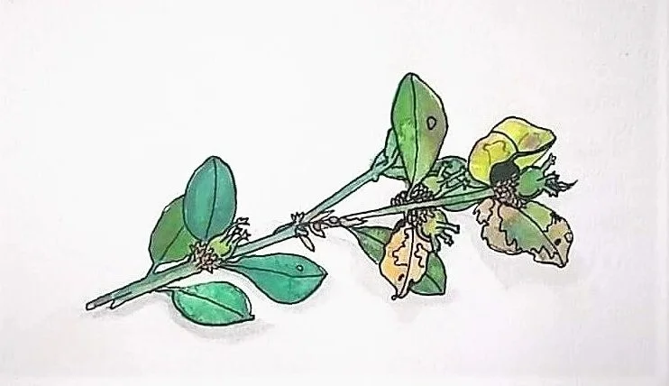 Boxwood.  Watercolour & ink on paper. 