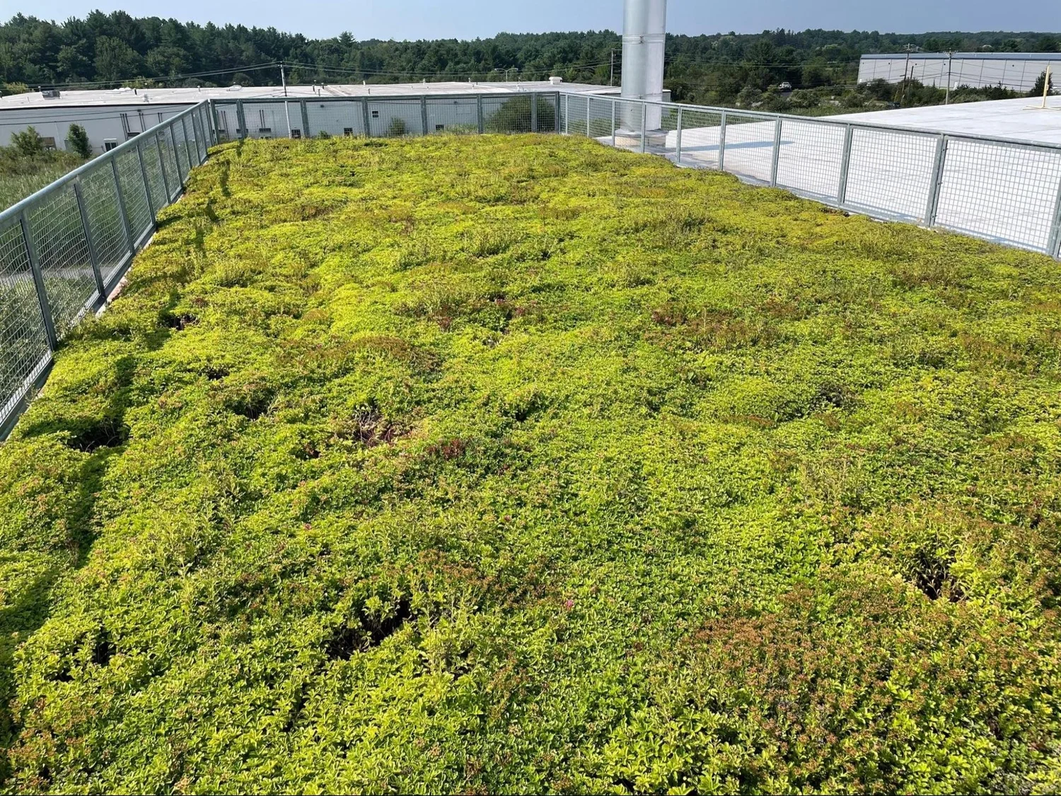 The Importance of Proactive Green Roof Maintenance - Penthouse Green Roof Maintenance