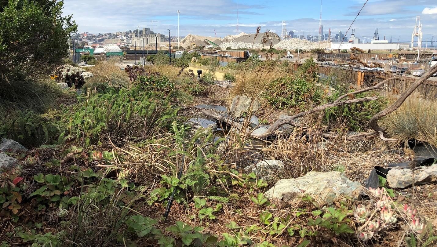 旧金山面向朝南的Biodiverse绿色屋顶符合城市指南建议,以包含本土植物。左边显示的是林地草莓(Fragaria vesca)和右边的卡塔琳娜岛永久生活(Dudlyea hassei),中间左边的蓍草(Achillea millefolium)和边缘的簇毛草(Deschampsia Caespitosa),这是常见的海湾地区的高地栖息地。左边的常绿灌木是蔓扎尼塔,生长在一个隔离的区域,基质较深(30厘米/12英寸)。浮木树枝(右下)和一个小的浅海拔水塘提供了吸引鸟类和野生动物。灌溉用水由位于地面的雨水蓄水池提供。砾石和石头来自临近的砾石采石场(右上)。(图片:Bruce Dvorak, 2018年10月3日)