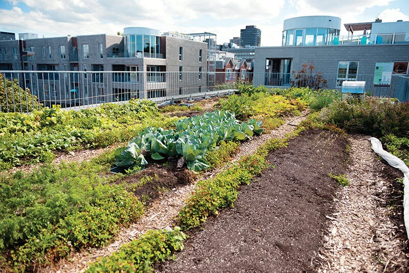 Unpaving Paradise: Green Infrastructure Policies to Build Back Better