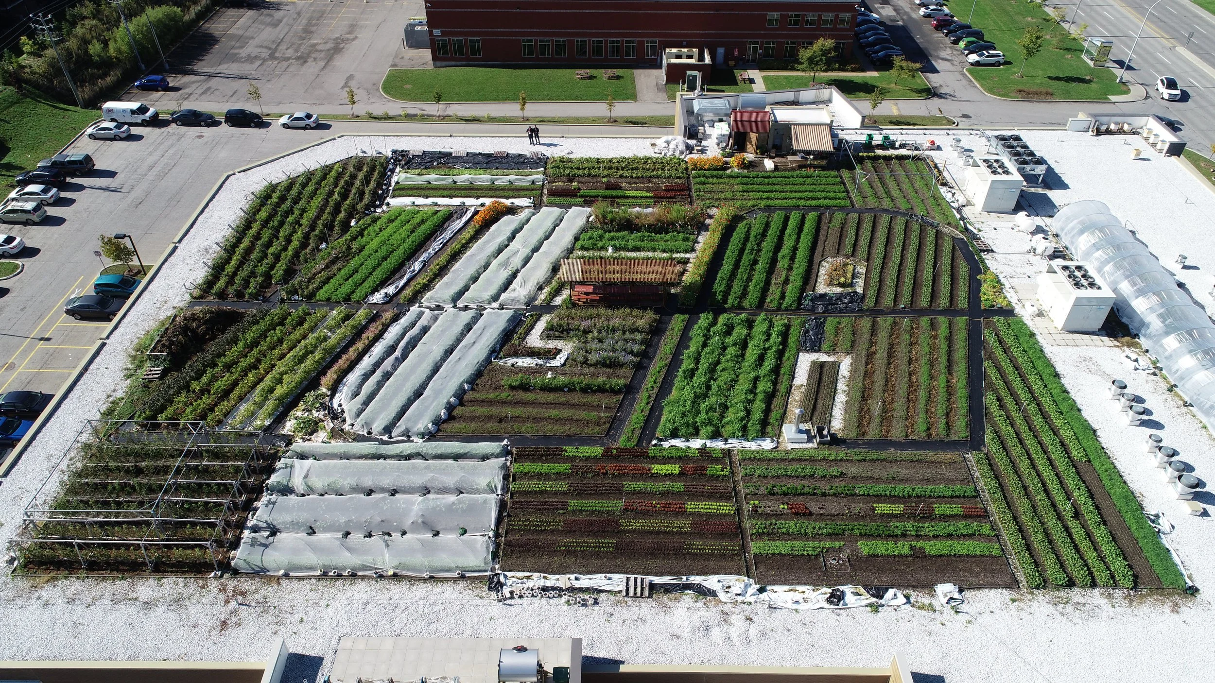 The Inside Details on The Award Winning IGA Organic Rooftop Farm
