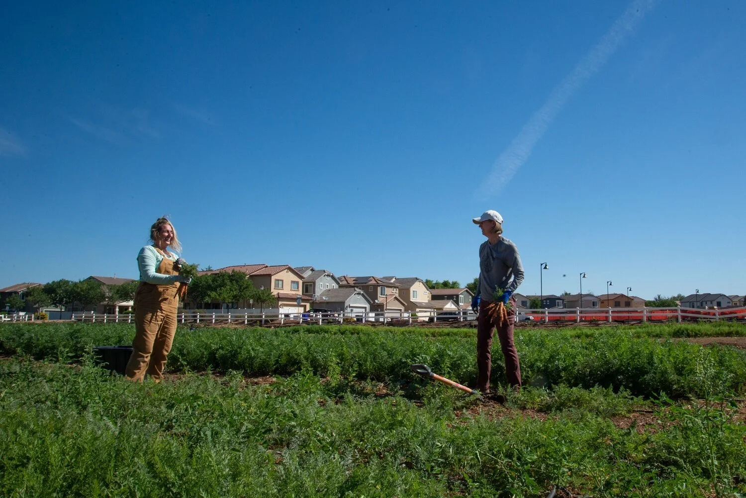 An Overview of Urban Farming Activities in Cities – The Key to A Resilient Future