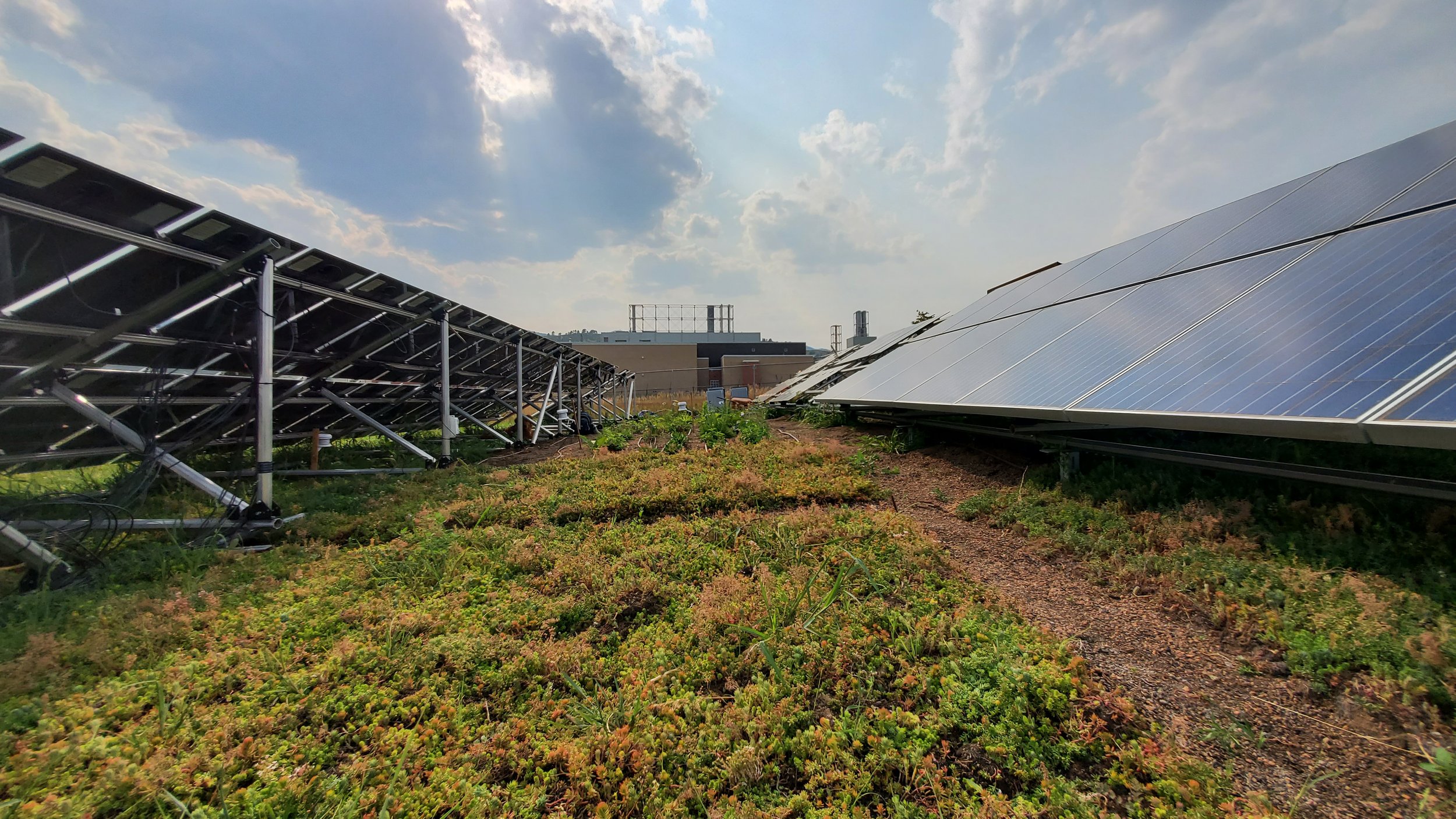 Exploring The Potential of Rooftop Agrivoltaics
