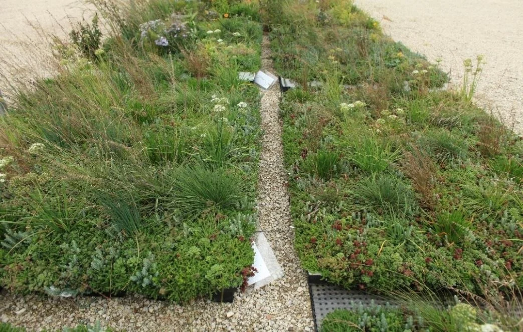 A New Blue-Green Roof Solution: LiveRoof RoofBlue® RETAIN™