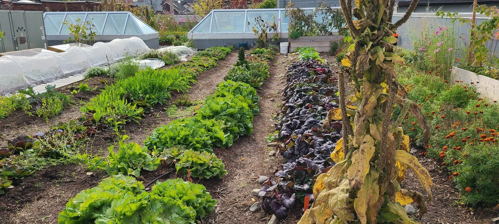 Image showcasing Green Roof Design Principles Why And How To Construct A Green Roof