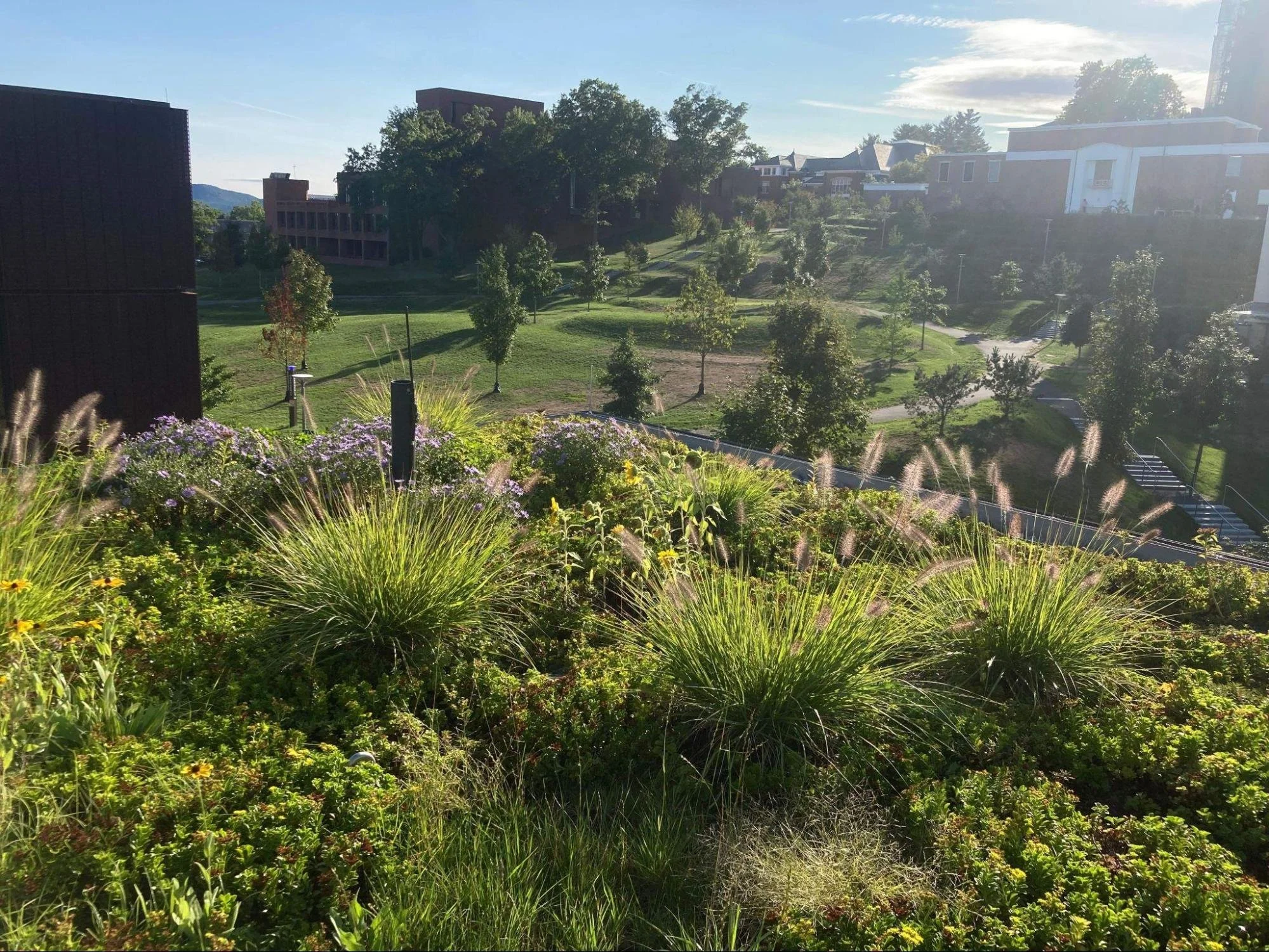 The Importance of Proactive Green Roof Maintenance&nbsp;