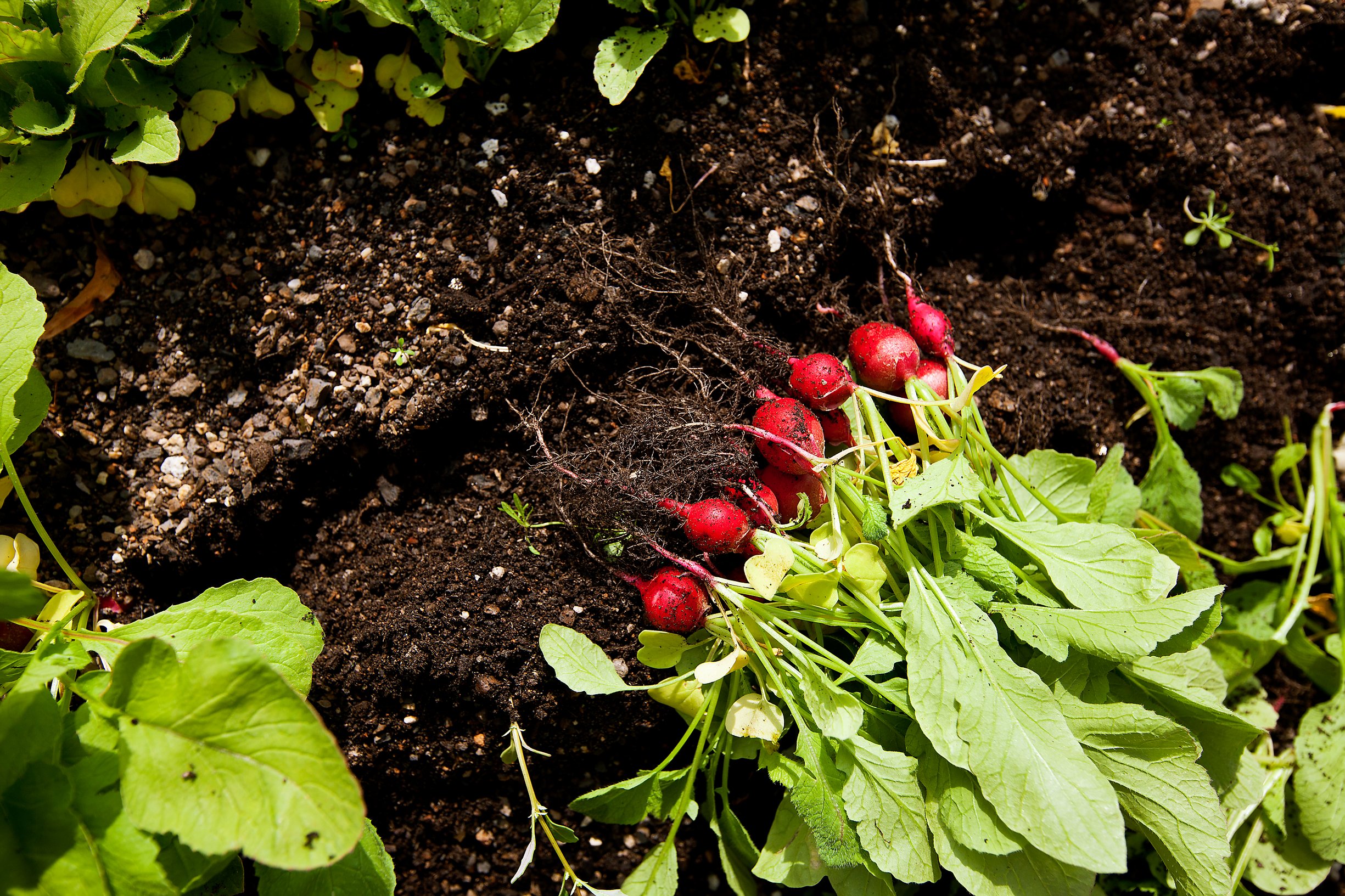 Radishes grown on a rooftop farm freshly picked from rooflite soil. Photo: rooflite