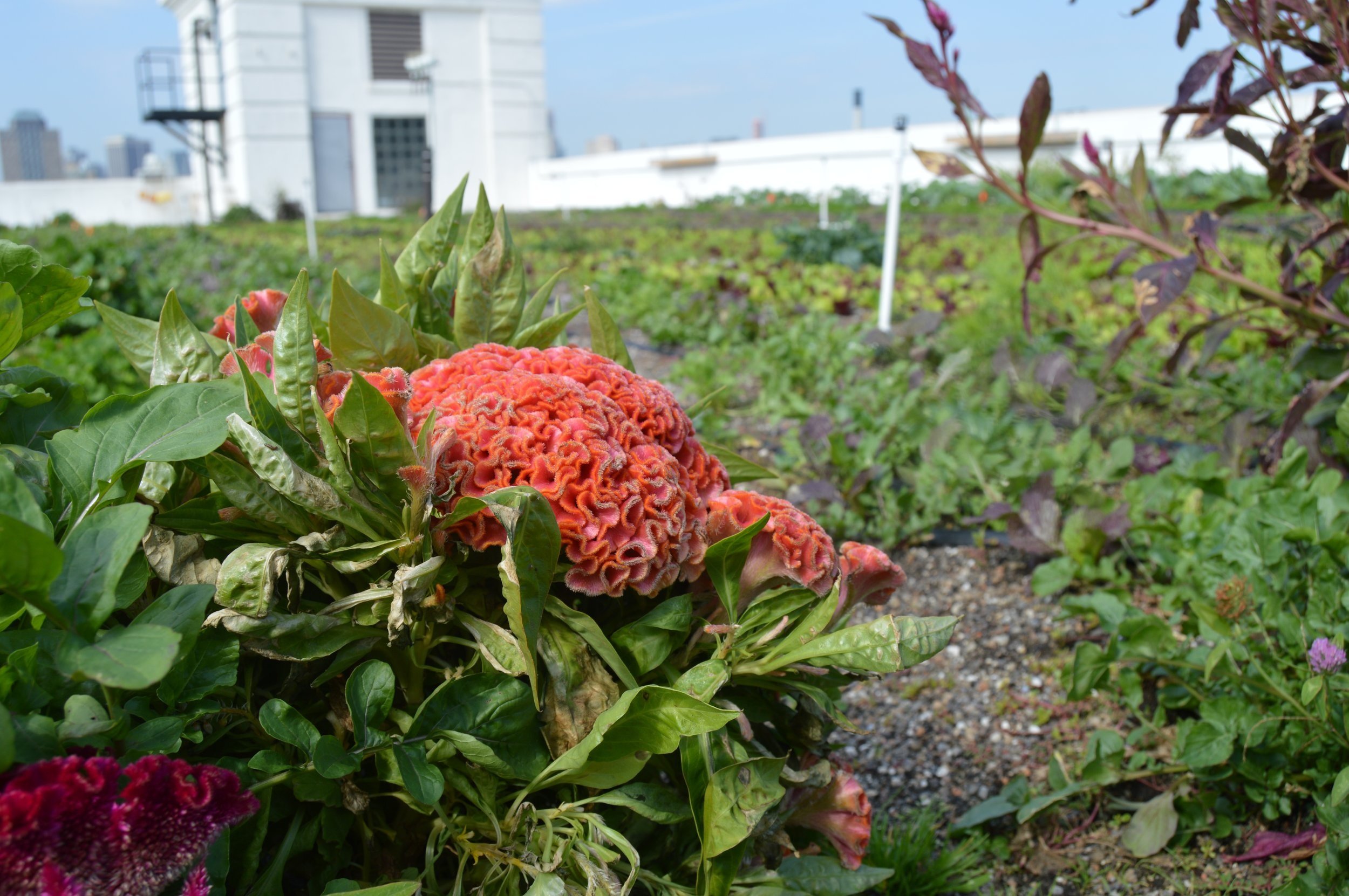 Pink Celosia at the Brooklyn Grange Farm at the Navy Yard. Photo: rooflite