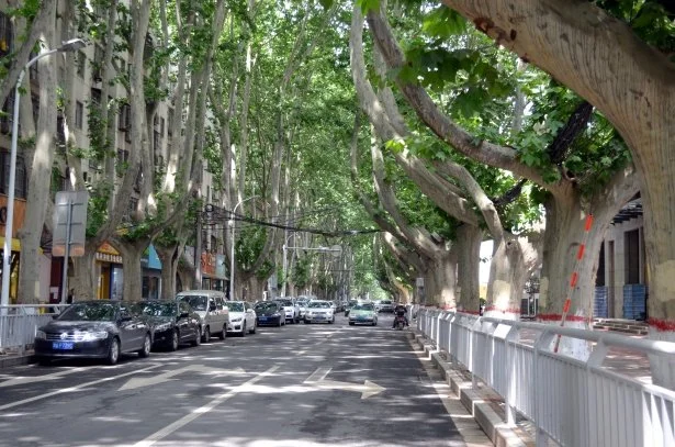 Planting Trees in Cities Could Reduce Deaths from Extreme Heat