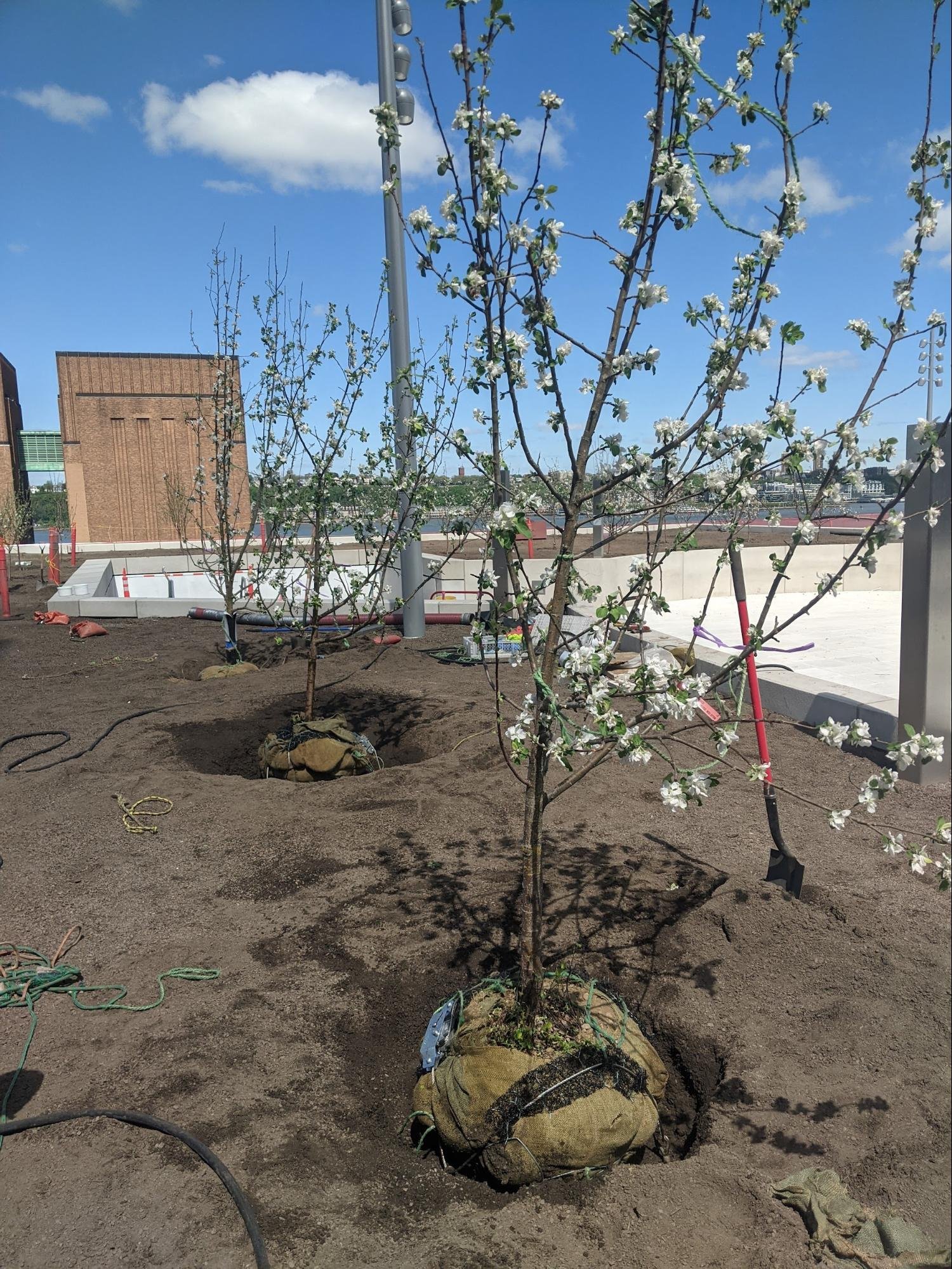  Ball and burlap - 5 yr old apple trees being planted. Platypus system shown before loosening rootball. Photo: Ben Flanner 