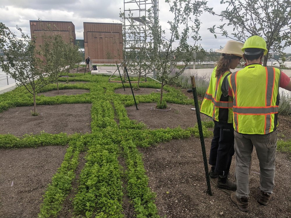  Early clover plantings, weeks after trees were installed. Photo: Ben Flanner 