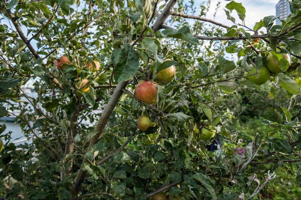  Apples on Tree in Orchard.&nbsp; Photo: Valery Rizzo 