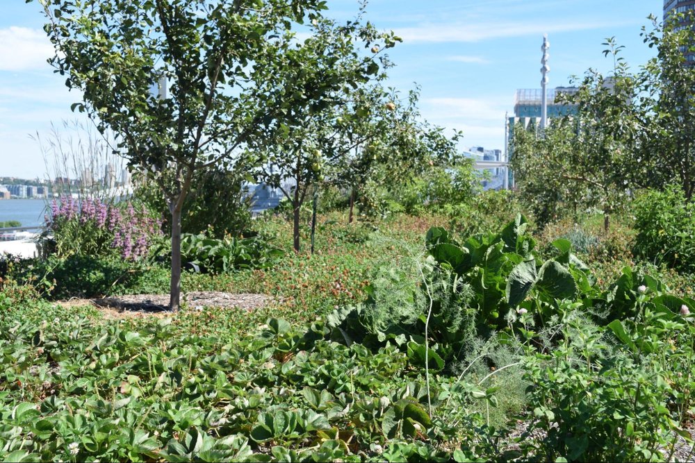  Orchard / Food Forest with interplantings.&nbsp; Photo: Valery Rizzo. 