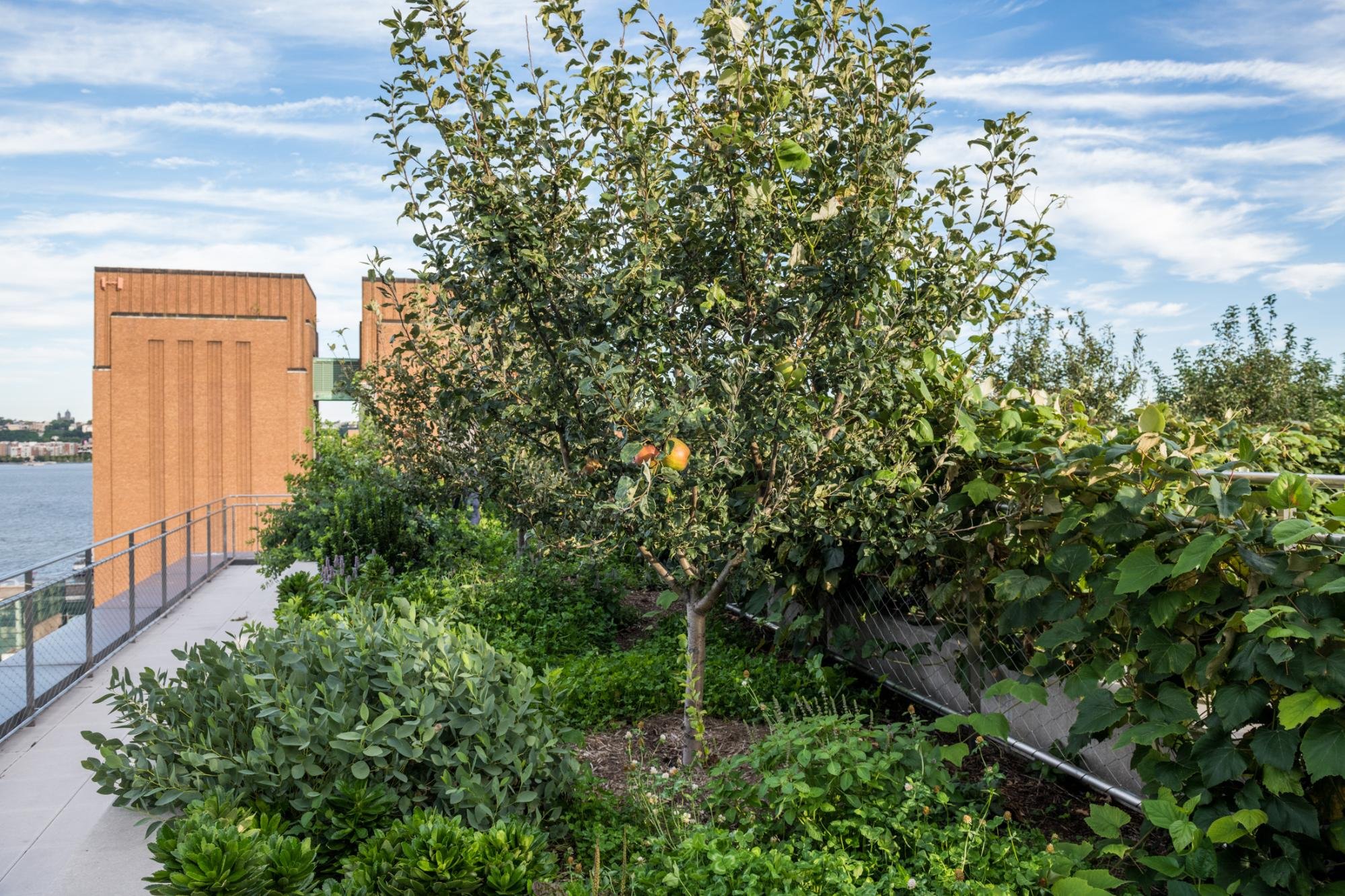  Photo of Apples in Food Forest, after understory was planted. Photo: Valery Rizzo. 