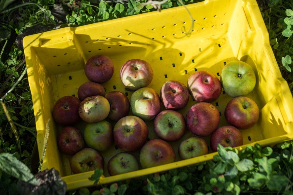  Apples being harvested.&nbsp; Photo: Valery Rizzo 
