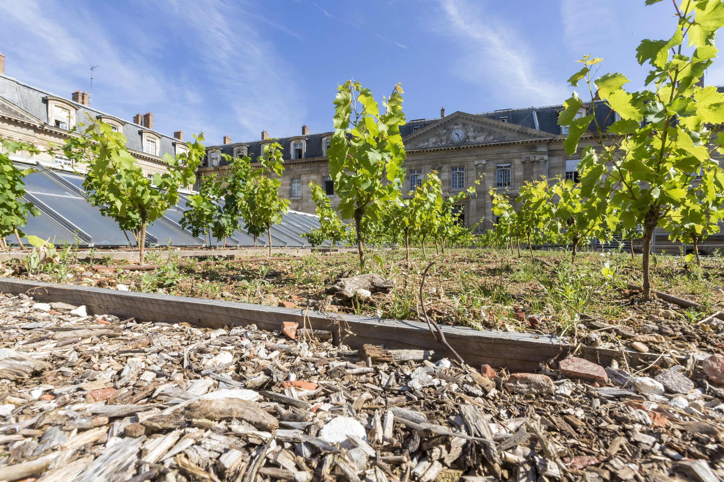  Potager De L'Hotel de Ville Paris BMI Photo: Siplast, Laurent Blossier 