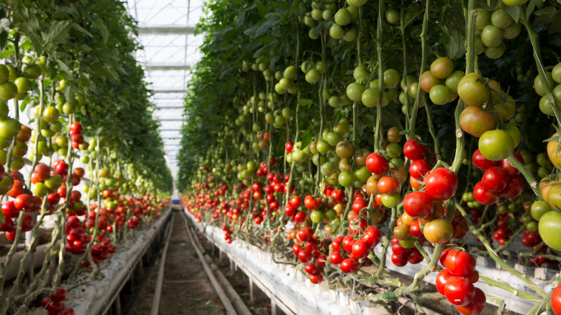 An Overview of Vertical Farming