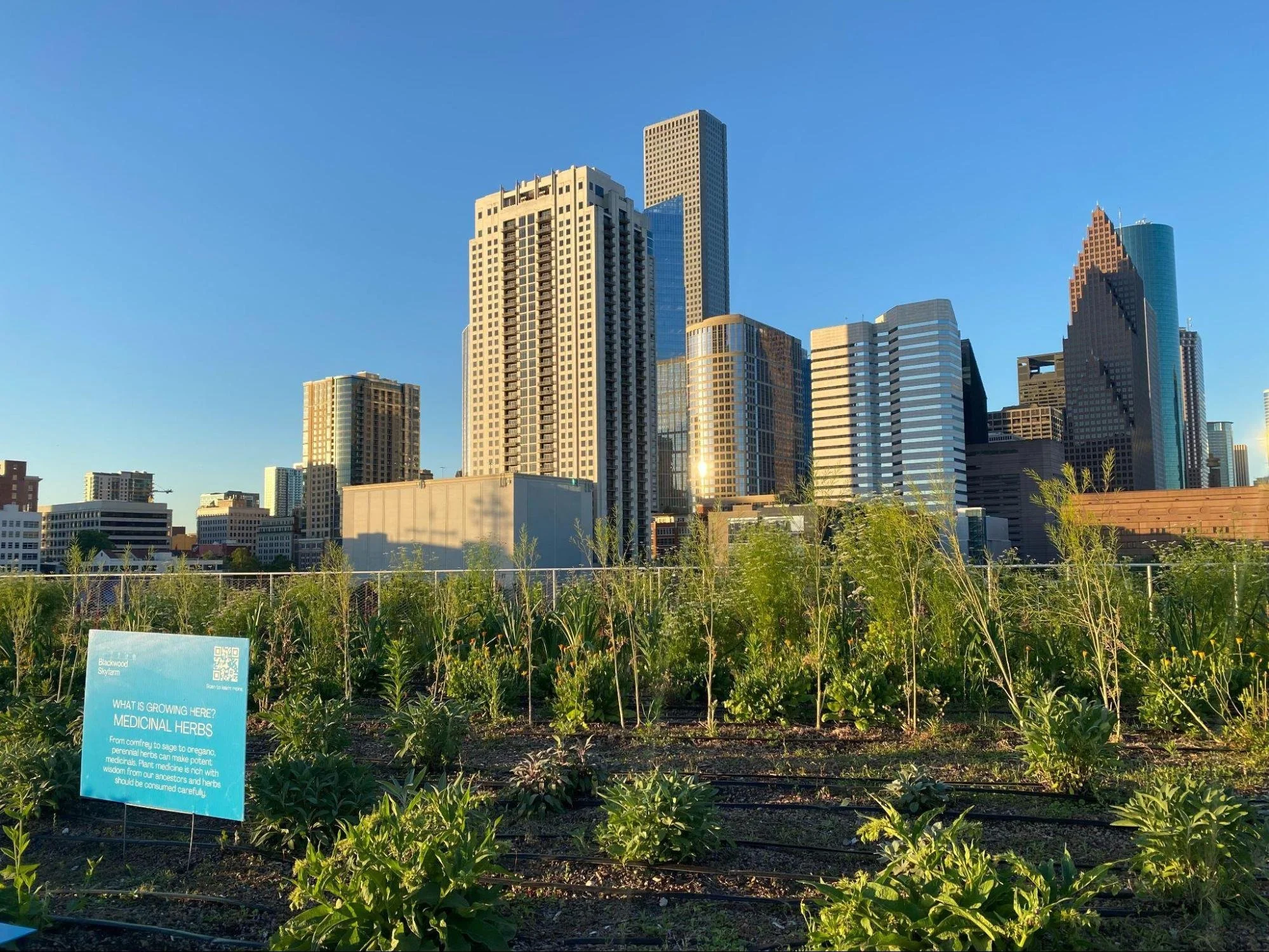Rooftop Farming Takes Hold in Downtown Houston