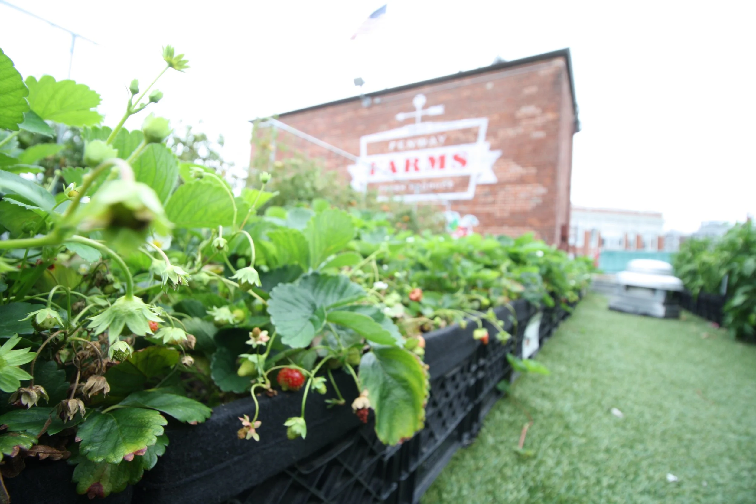 recover-green-roofs-fenway-farms-oct-2016-22.JPG