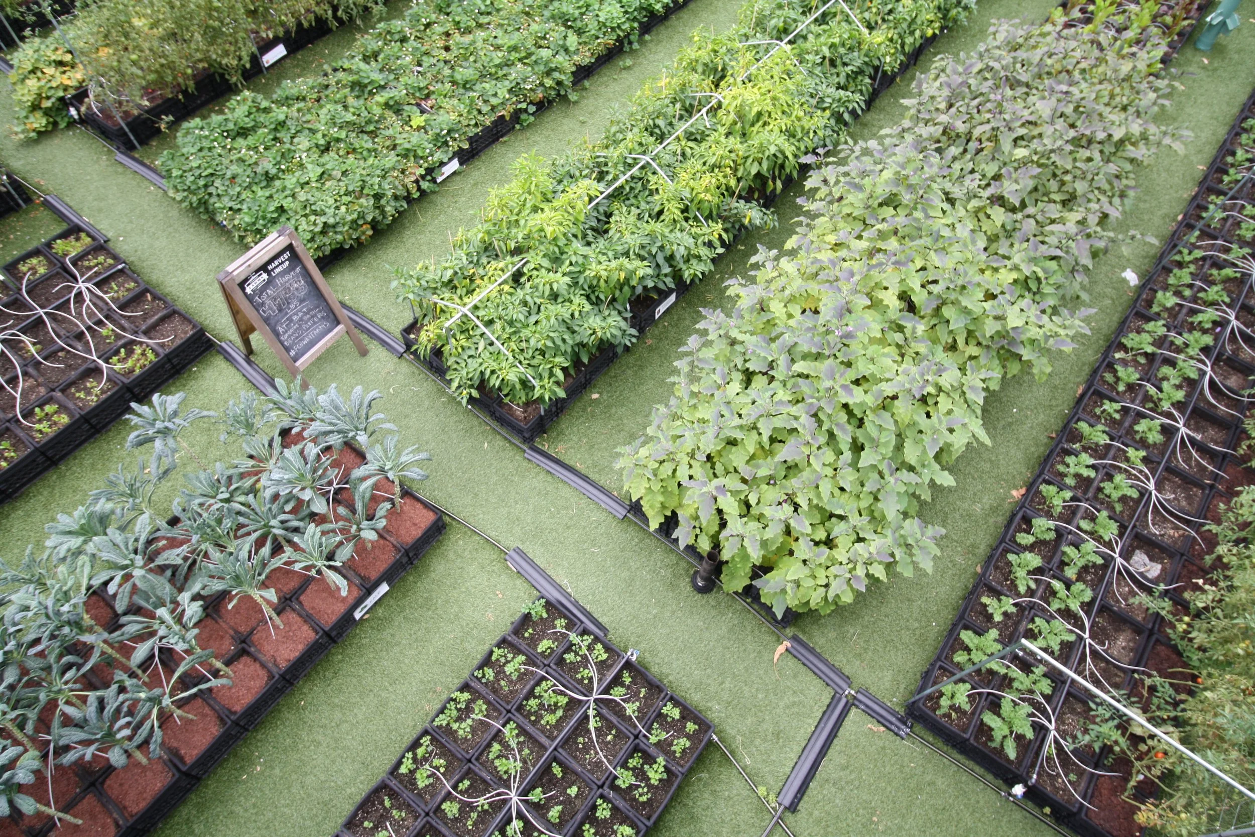 recover-green-roofs-fenway-farms-oct-2016-8.JPG