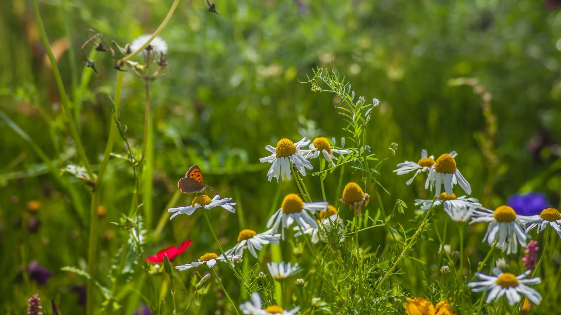 The Growing Importance of Investing in Food Resilience