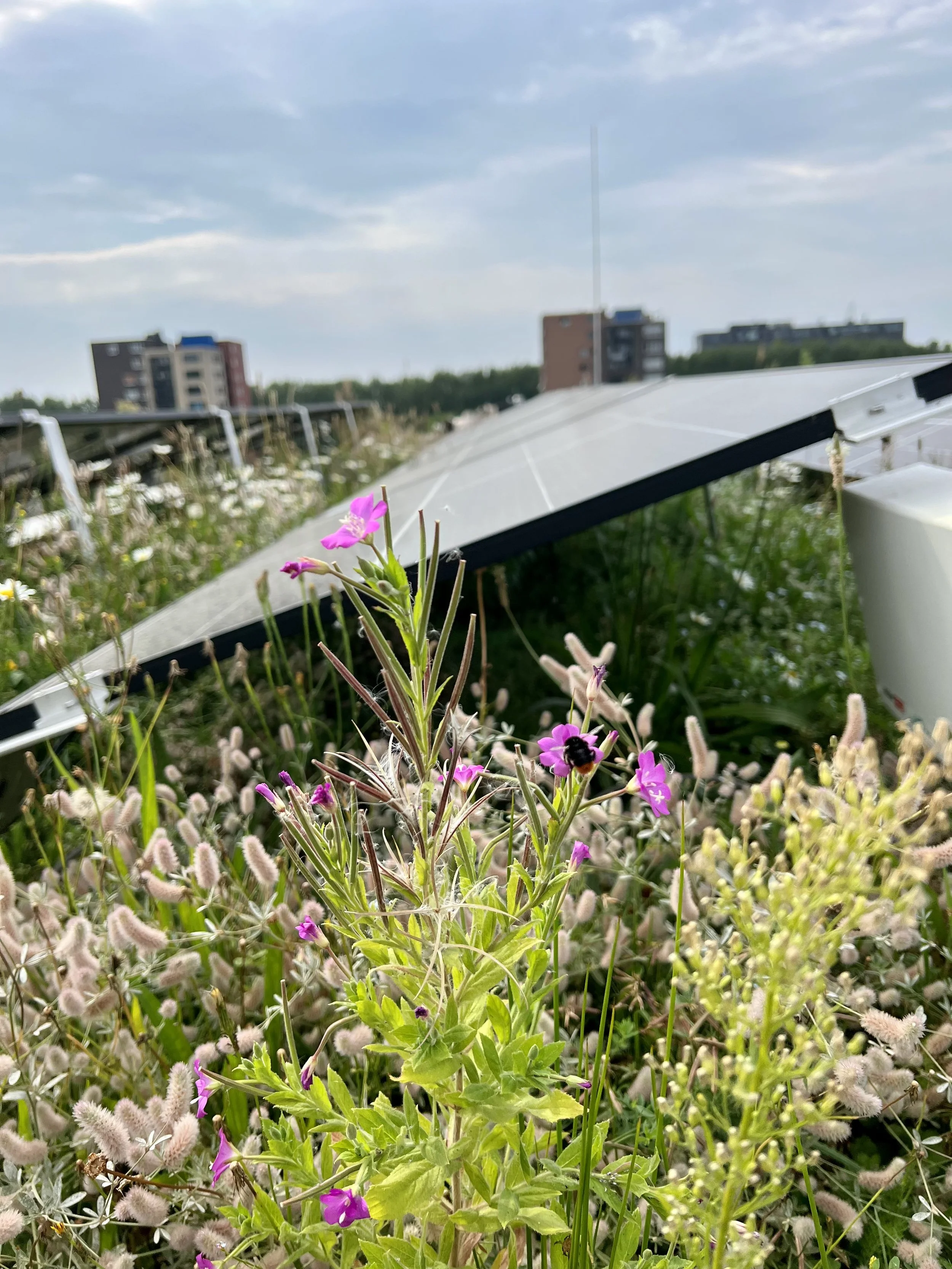 Introducing the New Solar Green Roofs Resource Guide