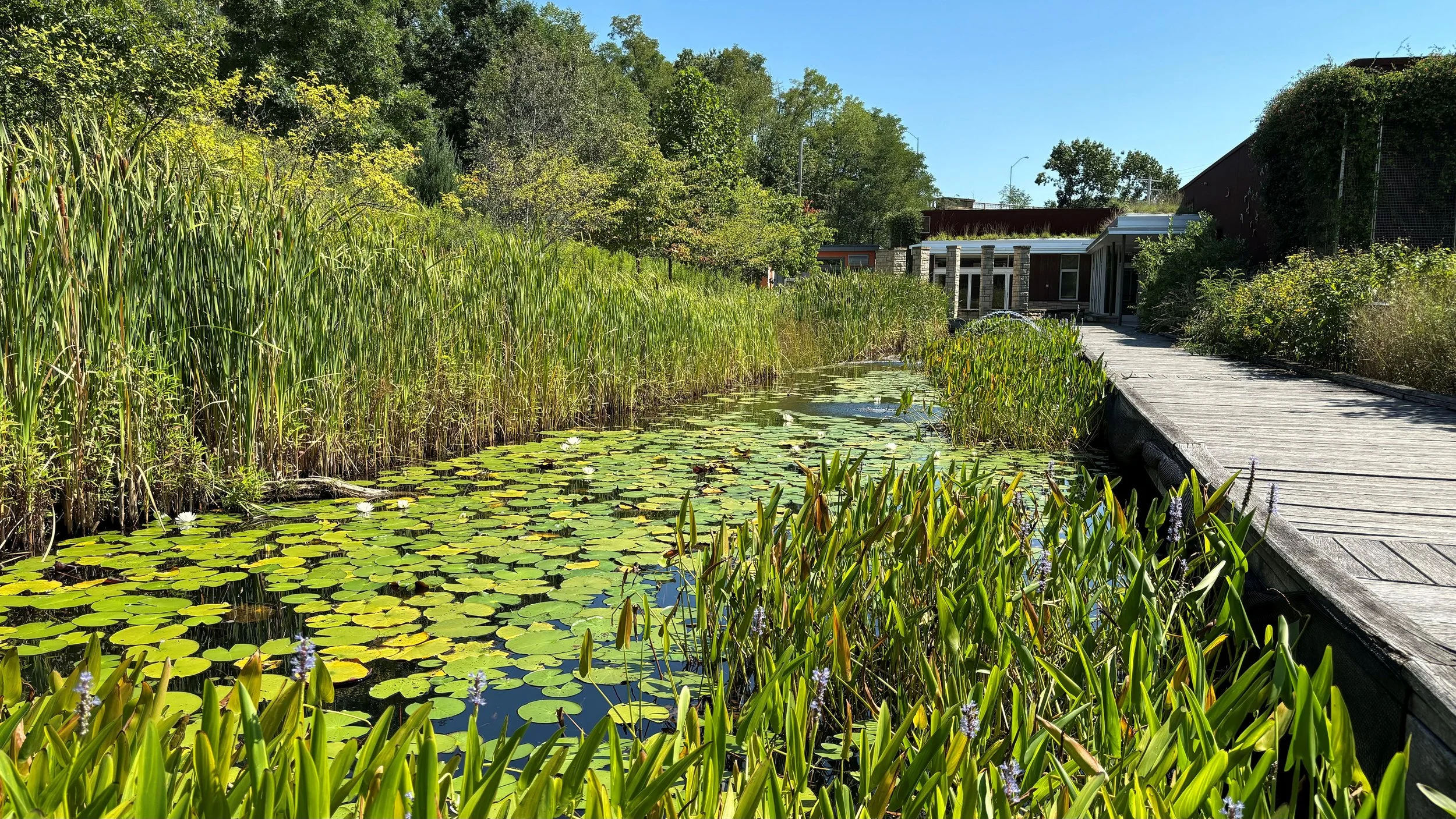 Substrate Innovations for Growing Green Roof Plants