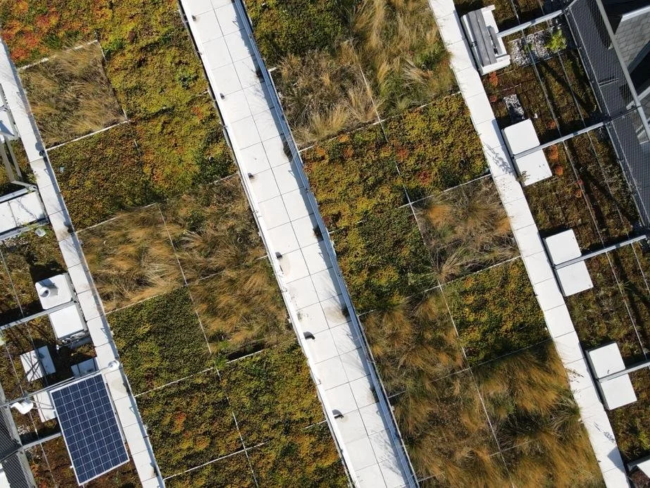 Sky-High Sustainability: The Long-Term Success of Toronto’s Green Roofs