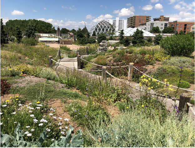 Growing Green Roof Plants: Insights from the Field