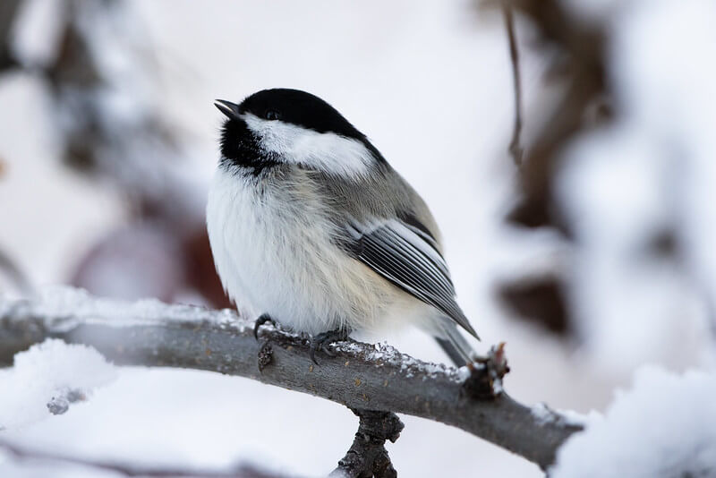 Biomimicry and the Business Case for Saving Like a Chickadee