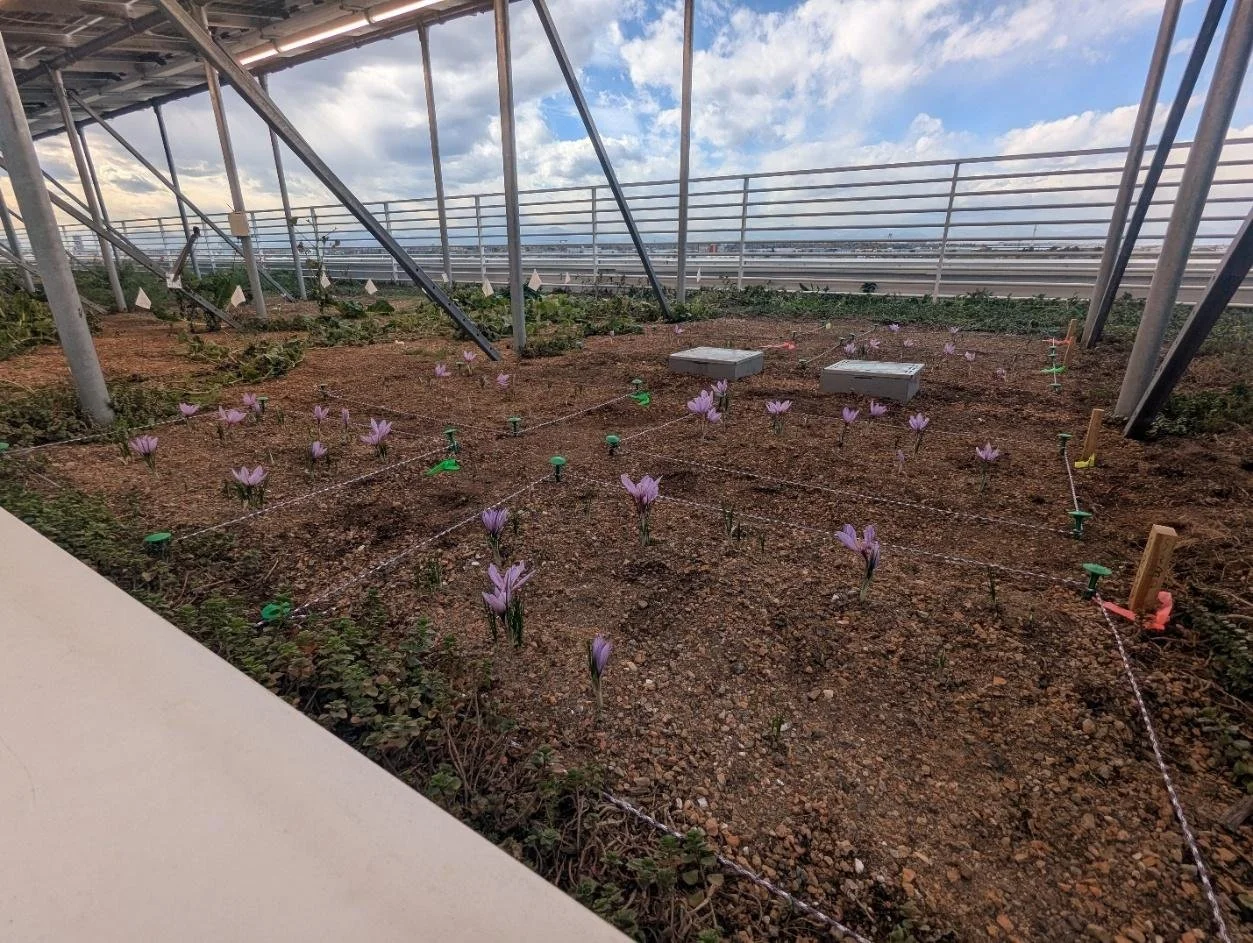   Left: Saffron Green Roof Test Plots in Full Bloom on CSU Spur Terra Green Roof in Denver, Colorado Fall of 2025, Photo Courtesy of Reece L. Bailey 2025. Right: Saffron Rooftop Agrivoltaics Test Plots on the CSU Spur Hydro Building Fall of 2025, Pho