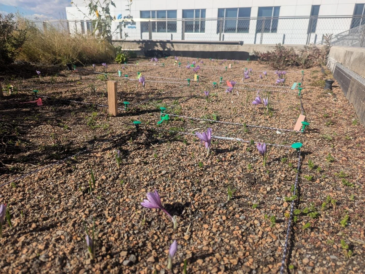   Left: Saffron Green Roof Test Plots in Full Bloom on CSU Spur Terra Green Roof in Denver, Colorado Fall of 2025, Photo Courtesy of Reece L. Bailey 2025. Right: Saffron Rooftop Agrivoltaics Test Plots on the CSU Spur Hydro Building Fall of 2025, Pho